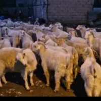 بز ابستن و زاییده داشتی