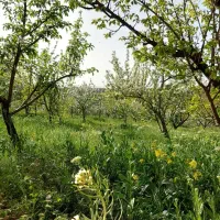 باغ|فروش زمین و ملک کلنگی|تبریز, |دیوار