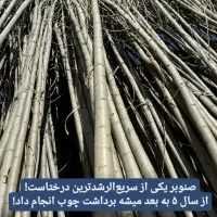 نهال صنوبر درختی سریع‌تر‌از تورم|خدمات باغبانی و درختکاری|قره ضیاالدین, |دیوار