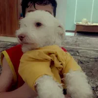 سگ‌خونگی حرف گوش کن