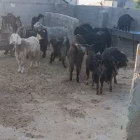 دام ....تیشتر چاق