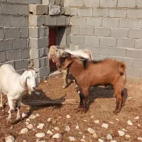 فروش بز و پازن در جم