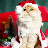 بریتیش کارتونی فیس