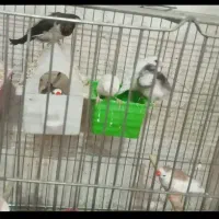 سه جفت فنج متفاوت همراه به جوجه