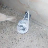 کبوتر|پرنده|تهران, شهرک ولیعصر جنوبی|دیوار