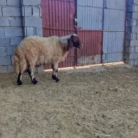 بره قوچ صدامی اصیل یک ساله