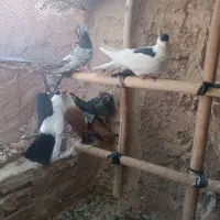 ۷عددکفتررنگی فروشی،افقانی،پاکستانی|پرنده|قرچک, قشلاق جیتو|دیوار
