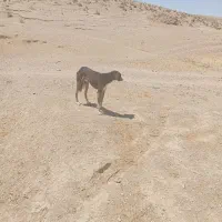 تازی|سگ|گل تپه, |دیوار