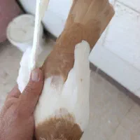 سینه زردماده