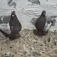 پرنده کفتر|پرنده|خنج, |دیوار