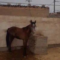 کره نریون بی داغ بازدید سوسنگرد