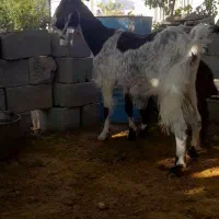 بز پاکستانی