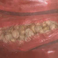 سیب زمینی اسپرت