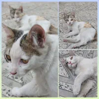 واگذاری رایگان بچه گربه نر و ماده