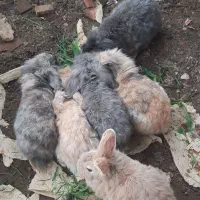 خرگوش لوپ|موش و خرگوش|نیشابور, هفده شهریور|دیوار