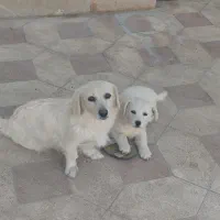 چند تا سگ معاوضه|سگ|کوار, |دیوار