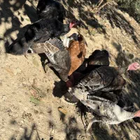 بوقلمون فروشی ‌|حیوانات مزرعه|گرگان, |دیوار