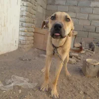 توله سرابی هیکل ۹ماهه نر موقعیت شهرستان فریمان