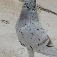 کبوتر سرور آلمانی کاغذی لویی