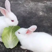 بچه خرگوشهای سفید چشم شرابی