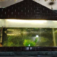 آکواریوم با پمپ و بخاری و ماهی