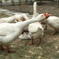 قوغاز لیندا