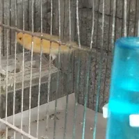 قناری -عروس هلندی -کوتوله -مرغ عشق