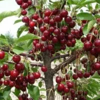 نهال آلبالو مجارستانی وسیگانی ،نهال سیب توسرخ