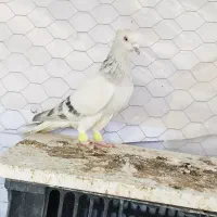 شامی دم سفیدـ سرکه ای دم سفید ـ سرخ دم سفید...|پرنده|قزوین, |دیوار