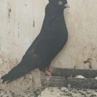 زاغ ابادانی|پرنده|سیرجان, |دیوار