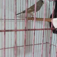 فروش فوری قناری اوازخوان|پرنده|دالخانی, |دیوار