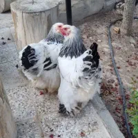 دو عدد مرغ تخم گذار برهما