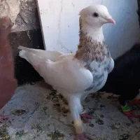 رنگه