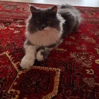 به دنبال سرپرست مطمئن برای گربه‌ی نژاد دار رایگان