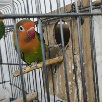 طوطی برزیلی|پرنده|شوشتر, |دیوار