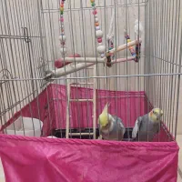 یه جفت عروس هلندی نر و ماده بسیار رام|پرنده|شاهدشهر, |دیوار