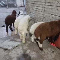 بره یاگوسفند|حیوانات مزرعه|اهواز, منازل کارون|دیوار