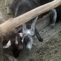 کره گیسه میش وبزجوان|حیوانات مزرعه|مرودشت, ده بید|دیوار