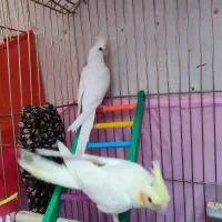 عروس هلندی البینیو و لوتینو|پرنده|سقز, |دیوار