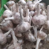 سیر بذری محلی