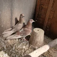 ماده دمگیر سرخ