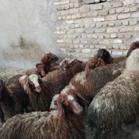 فروش بره نر درجه یک