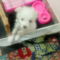 سگ پودل کراس