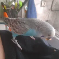 مرغ‌عشق‌اروپایی‌‌‌سخن‌گو