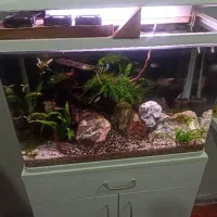 اکواریم پلنت|ماهی|دزفول, |دیوار