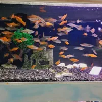 ماهی سوارتل مولد سوپر سایز آکواریوم|ماهی|مشهد, نیزه|دیوار