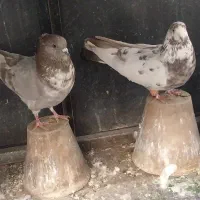 کبوتر‌کاشونی‌