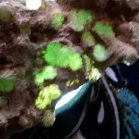 فروش انواع سنگ|جواهرات|سیرجان, |دیوار