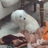 ( گم شده)   شیتزو تریر در حوالی علی آباد. خزانه