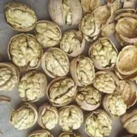 گردو درشت سفید ازبهترین منطقه آب وهوایی